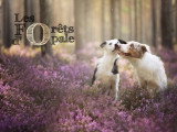 Les Forêts d'Opale