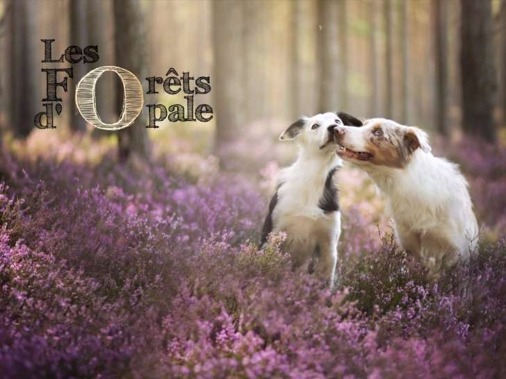 Les Forêts d'Opale