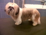 Un Shih Tzu après sa coupe ciseaux