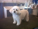 Une Caniche après son toilettage