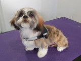 Un petit Shih Tzu trop mignon qui est venu se faire une beauté