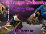 Les Loups d'Xhoris