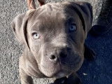 Phoenix Bully's Kennel