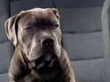 Phoenix Bully's Kennel