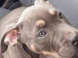 Phoenix Bully's Kennel