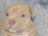 Phoenix Bully's Kennel