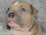 Phoenix Bully's Kennel