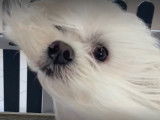 Bulles’dog