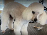 Bulles’dog