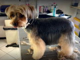 Bulles’dog