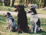 S'Cool Dogs