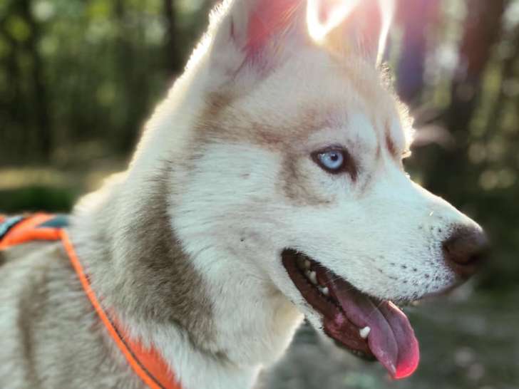 Hirokiyo éducation - La ferme des chats