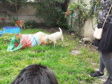 Syl Famille d'Accueil Chats et Chiens