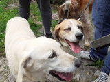 Syl Famille d'Accueil Chats et Chiens