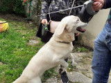 Syl Famille d'Accueil Chats et Chiens