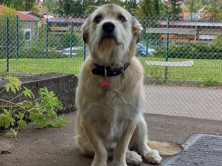 Cani'solutions