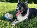 CaniSco 