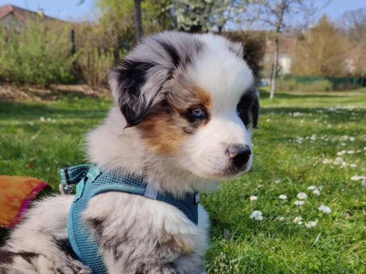 Des Minis Monts Bleus