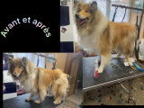 La transformation de Punky
