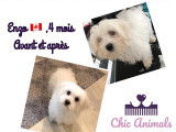 Enzo tout beau avec sa nouvelle coupe