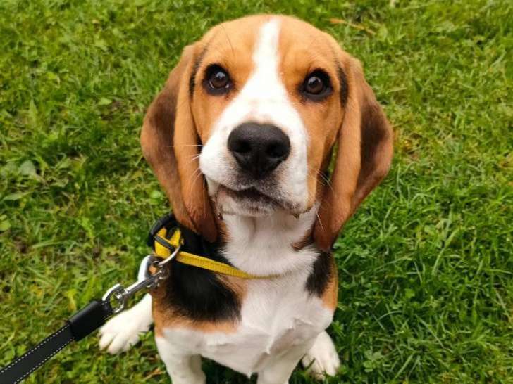 Comportementaliste Auvergne