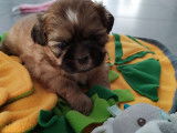 Choupette