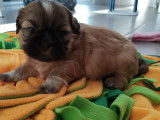 Petit Lou