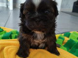 P'tit Lou