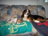 Dup'BulleDog's