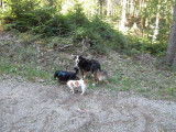 Dup'BulleDog's