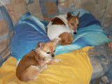 Dup'BulleDog's