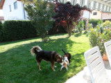 Dup'BulleDog's
