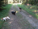 Dup'BulleDog's