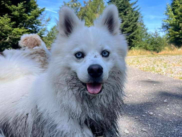 Oh Dog !