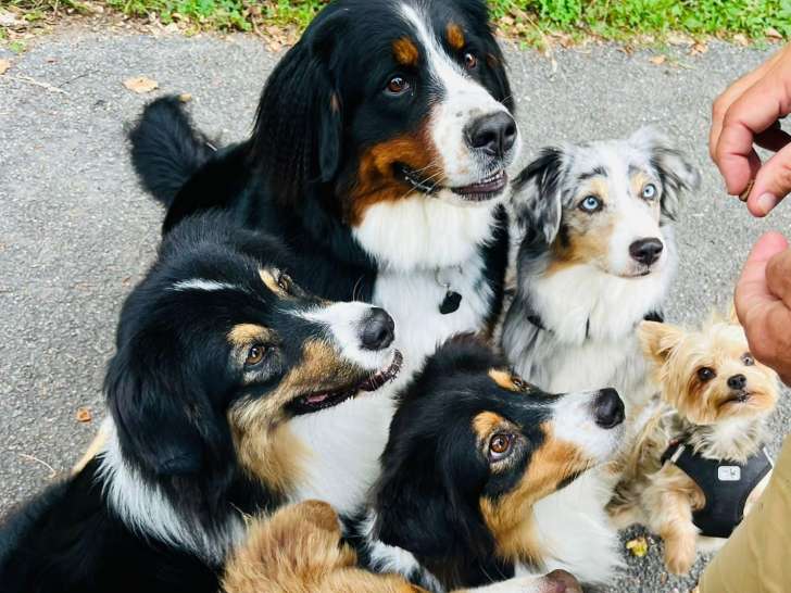 Oh Dog !