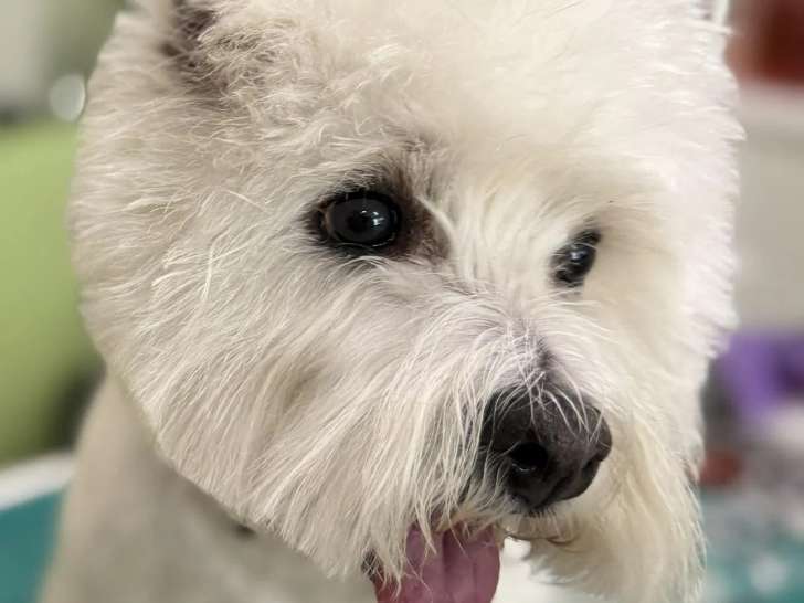 Les Chiens de Caroline