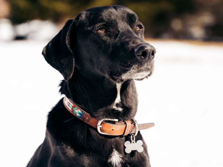 Ton Chien et Toi