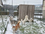 Husky Passion - of Bright Star Syrius