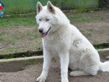 Husky Passion - of Bright Star Syrius