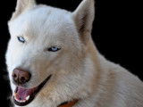 Husky Passion - of Bright Star Syrius