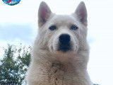 Husky Passion - of Bright Star Syrius