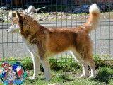 Husky Passion - of Bright Star Syrius
