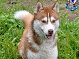 Husky Passion - of Bright Star Syrius