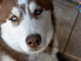 Husky Passion - of Bright Star Syrius