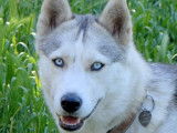 Husky Passion - of Bright Star Syrius