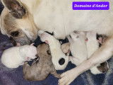 Domaine d'Andor