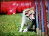 Loxen agility