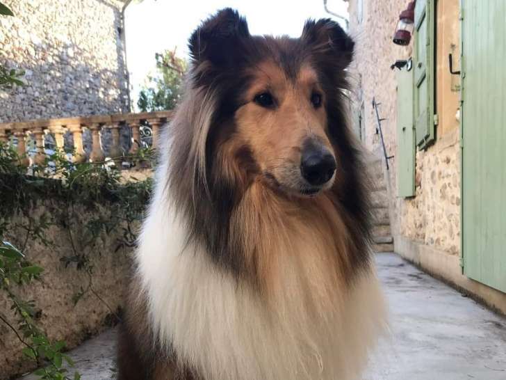 Collies of Amandelina