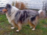 Collies of Amandelina