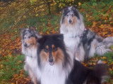 Collies of Amandelina
